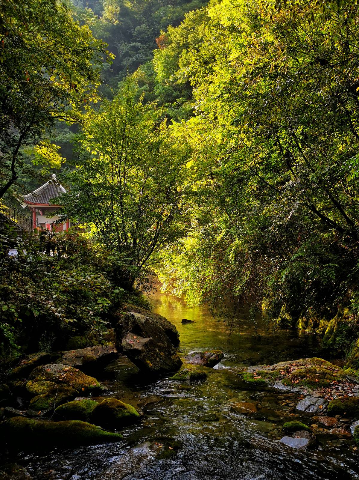 探秘生命秘境神農(nóng)架 | 手機里的中國世界遺產(chǎn)