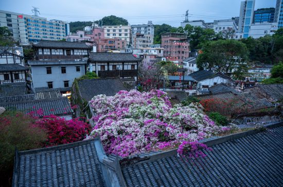 Bougainvillea blooms on rooftops in Gankeng Ancient Town, Shenzhen on March 16, 2025. /VCG