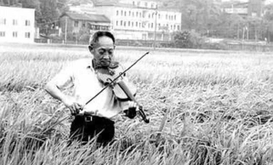 袁隆平：稻田夢(mèng)背后的文藝情