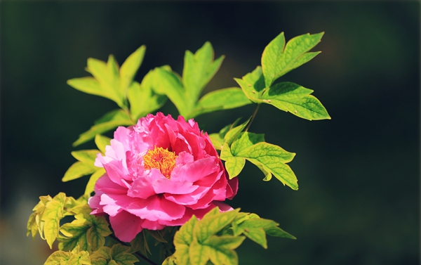 舌尖上有花，古人這樣留住春天