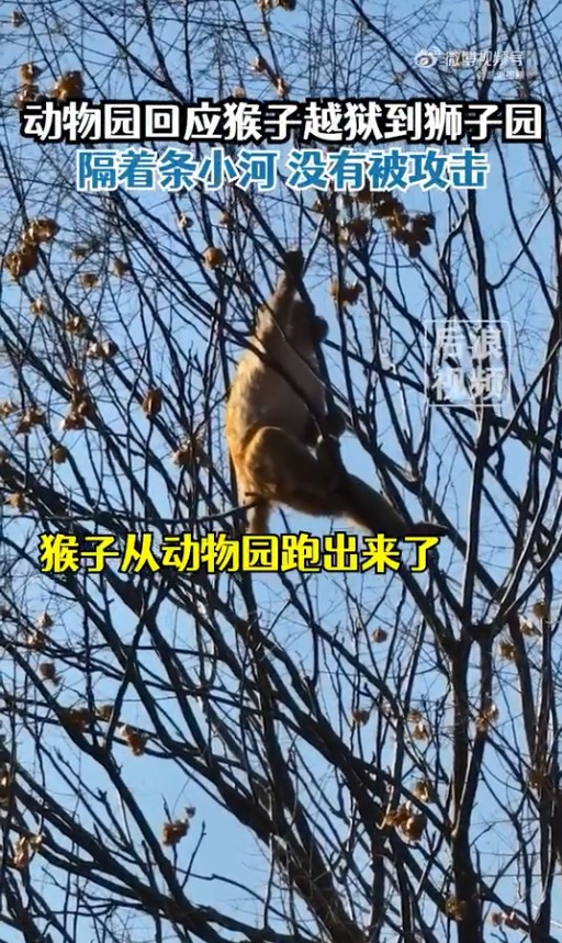 動物園猴子打架輸了逃到獅子園 負責人透露詳情