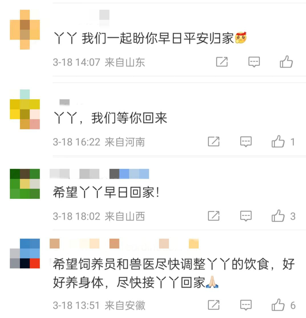 大熊貓“丫丫”回國流程走到哪一步了？最新回應(yīng)