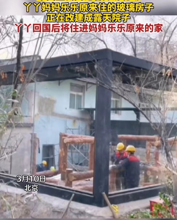 大熊貓“丫丫”回國流程走到哪一步了？最新回應(yīng)
