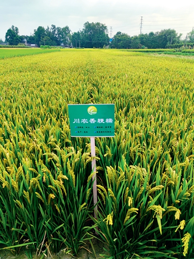 一顆“芯”,一粒種,一條鏈——推進(jìn)種業(yè)振興的“溫江答卷”