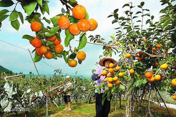 仙游臺(tái)創(chuàng)園：果實(shí)累累，香飄兩岸