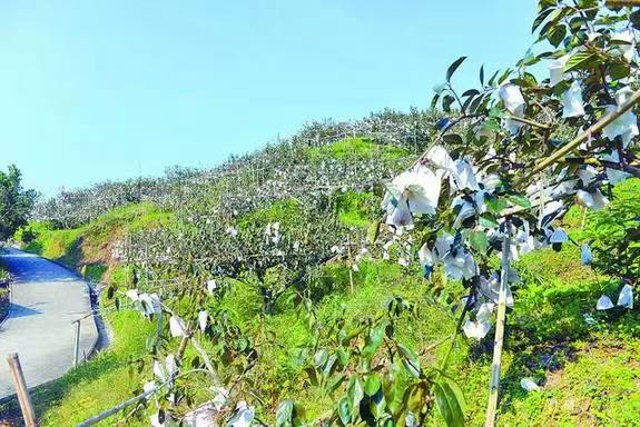 仙游臺(tái)創(chuàng)園：果實(shí)累累，香飄兩岸
