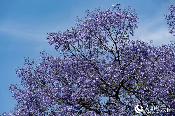 藍(lán)花楹綻放昆明 紫色浪漫如夢(mèng)似幻