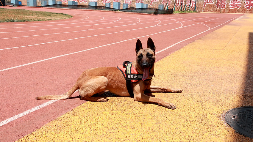好消息！搜救犬“昆蘭”有了一條“飛毛腿”