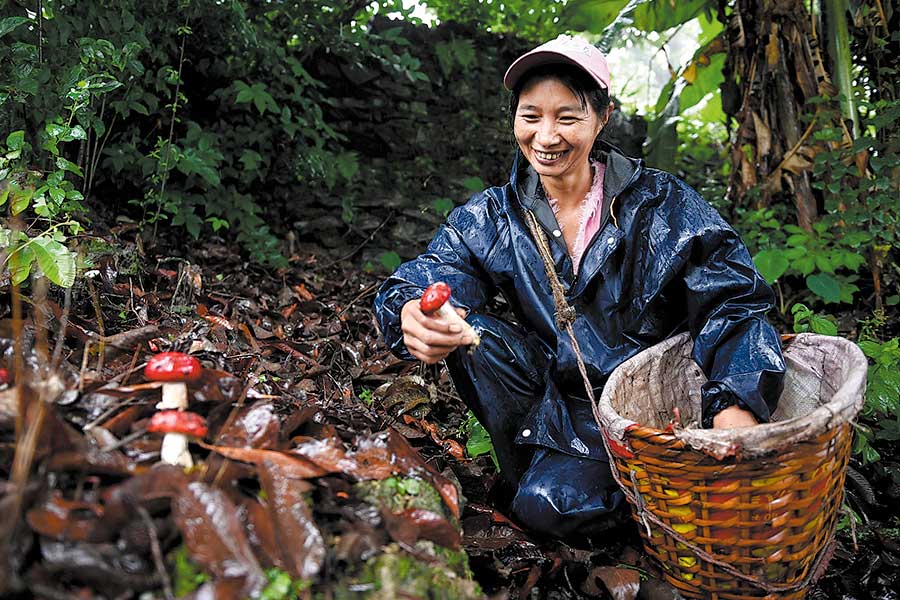 Mushrooms are a growing success