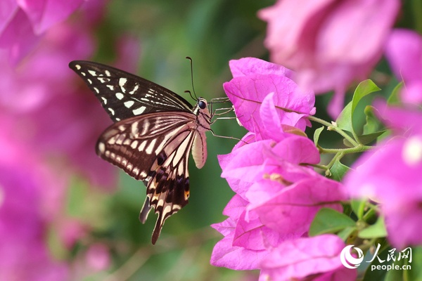 Xiamen: "aerial flower galleries" decorate the city