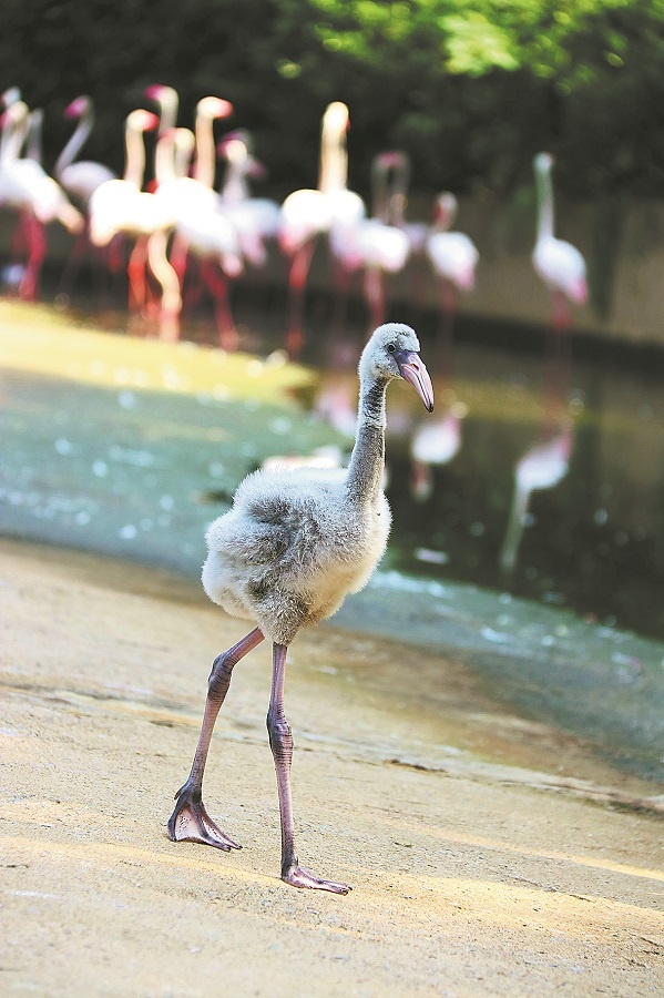 Wuhan zoo welcomes first baby flamingo
