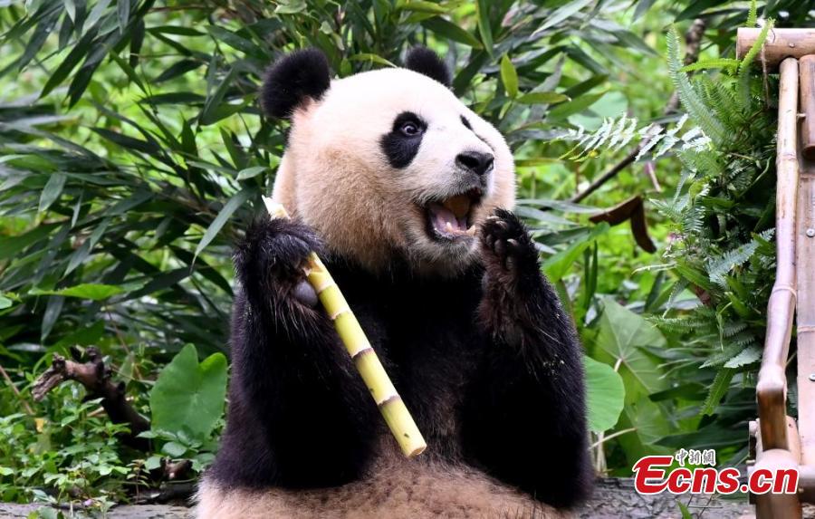 Group birthday party held for giant pandas in Sichuan