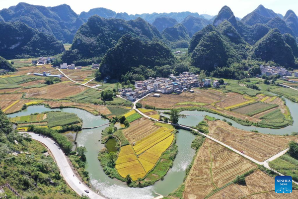 Harvest season of late rice begins in south China